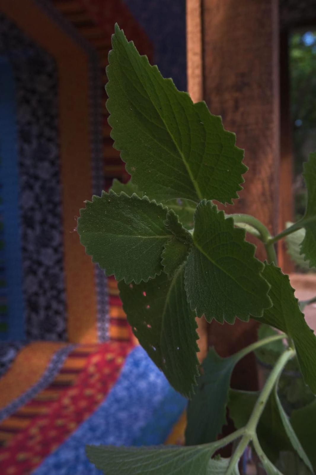 Planta Glamp Farm Hotel Santa María Huatulco Eksteriør billede